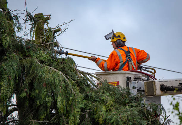 How Our Tree Care Process Works  in  Evendale, OH