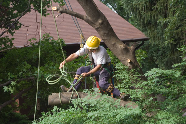 Trusted Evendale, OH Tree Services Experts